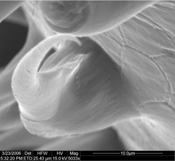 Media type: image;   Invertebrate Zoology 134693